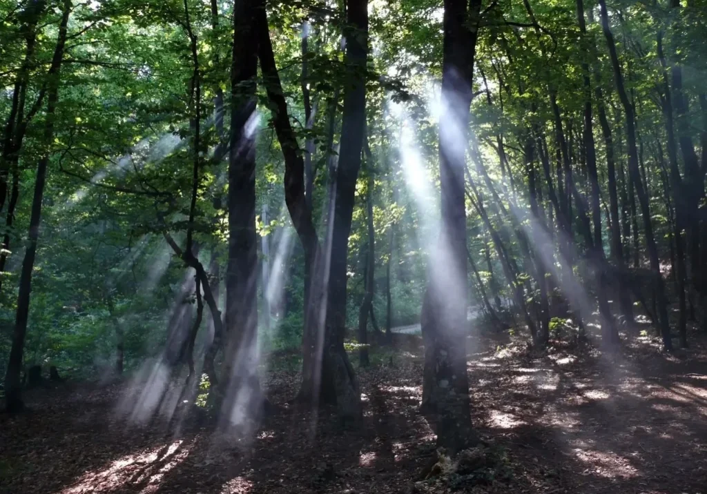 A forest with trees and sunlight coming through the trees.